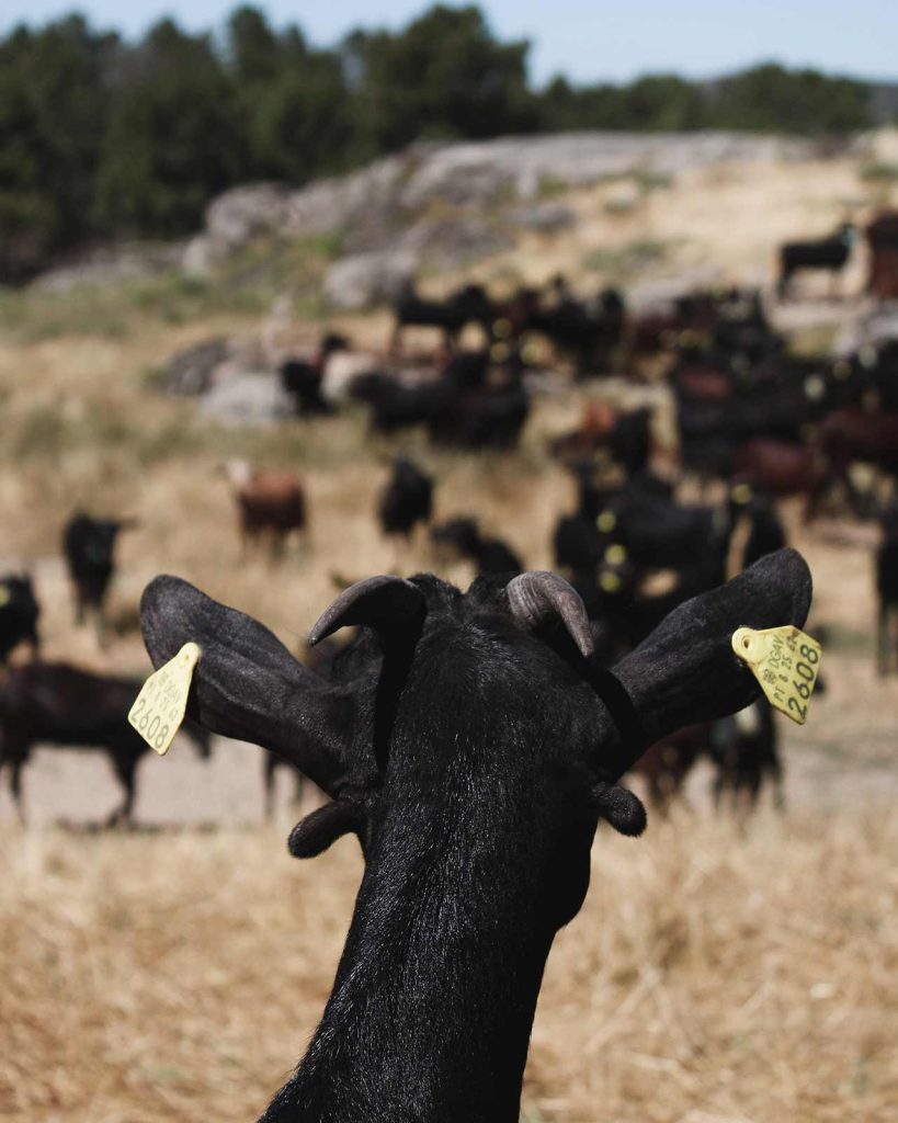 Cabras Serras do Mondego