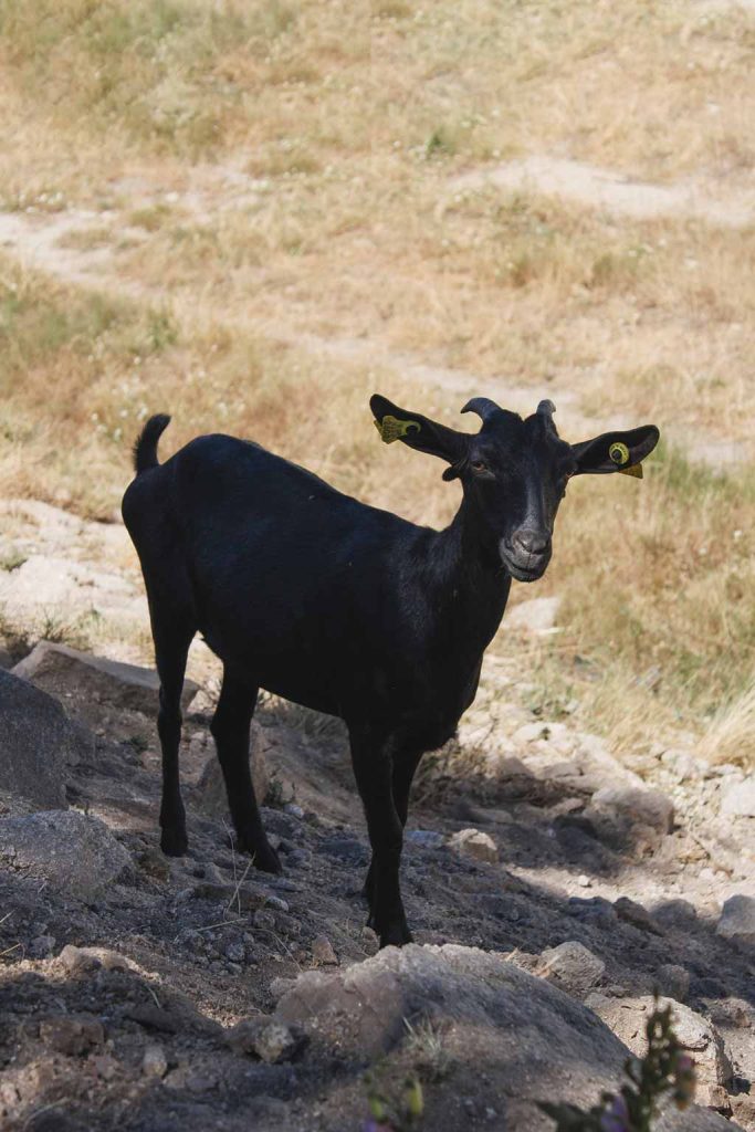 Cabras Serras do Mondego